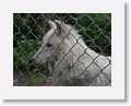 NYwolf 017
